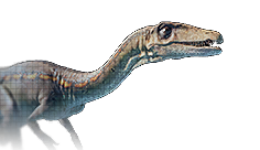 Coelophysis