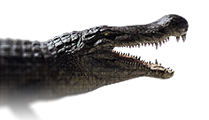 Deinosuchus
