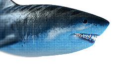Megalodon