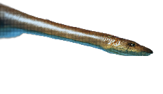 Plesiosaurus