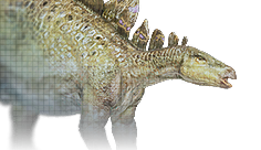 Stegosaurus