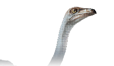 Struthiomimus