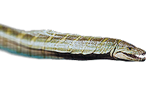 Styxosaurus