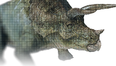 Triceratops