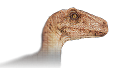 Velociraptor