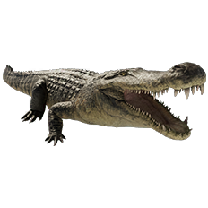 Deinosuchus