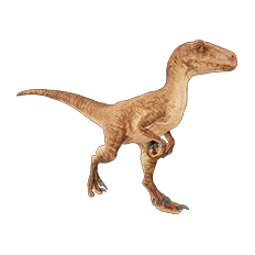 Velociraptor
