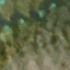 allosaurus_europaeus
