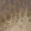 allosaurus_fragilis