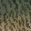 allosaurus_jimmadseni