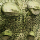 ankylosaurus_magniventris