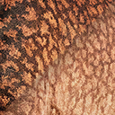 camarasaurus_grandis