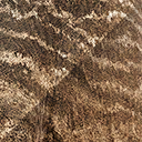 camarasaurus_lentus
