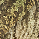 camarasaurus_supremus