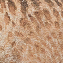 carcharodontosaurus_saharicus