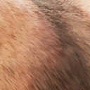 coelodonta_antiquitatis