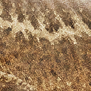 coelophysis_bauri