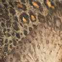 edmontosaurus_regalis