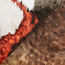 leaellynasaura_amicagraphica