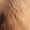 mammuthus_primigenius