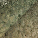 nasutoceratops_titusi