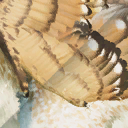 oviraptor_philoceratops