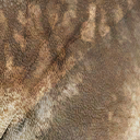 pachyrhinosaurus_canadensis