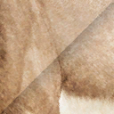 panthera_spelaea