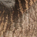 parasaurolophus_walkeri