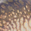 plateosaurus_gracilis
