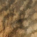 plateosaurus_trossingensis