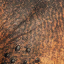 psittacosaurus_sp