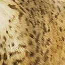 smilodon_populator