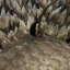 stegosaurus_ungulatus