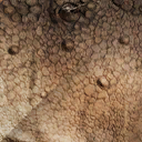 styracosaurus_albertensis