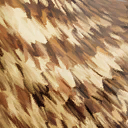 velociraptor_mongoliensis