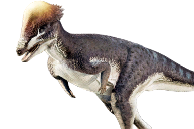 pachycephalosaurus_wyomingensis