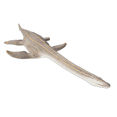 Attenborosaurus