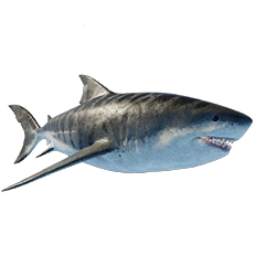 Megalodon