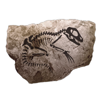 fossil_dromaeosauridae_common