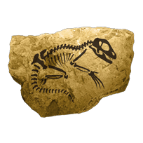 fossil_dromaeosauridae_rare