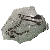 fossil_flyingreptile_uncommon