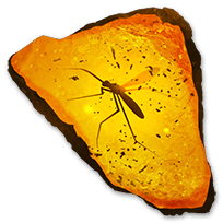 fossil_giantthoropoda_rare