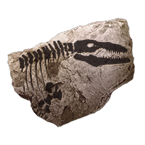 fossil_mosasaur_common
