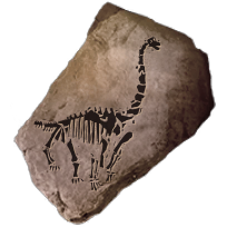 fossil_saurapoda_common