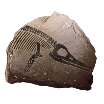 fossil_smallmarine_common