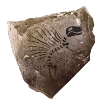 fossil_synapsida_common