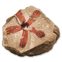 misc_angiospermfossils