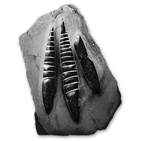 misc_cephalodfossils