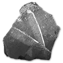 misc_chordatefossils